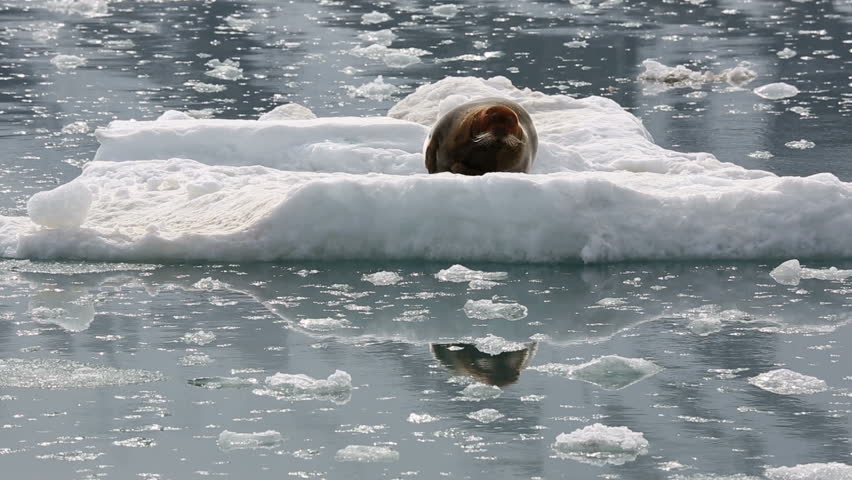 Bearded Seal is resting on an ice floe, Svalbard