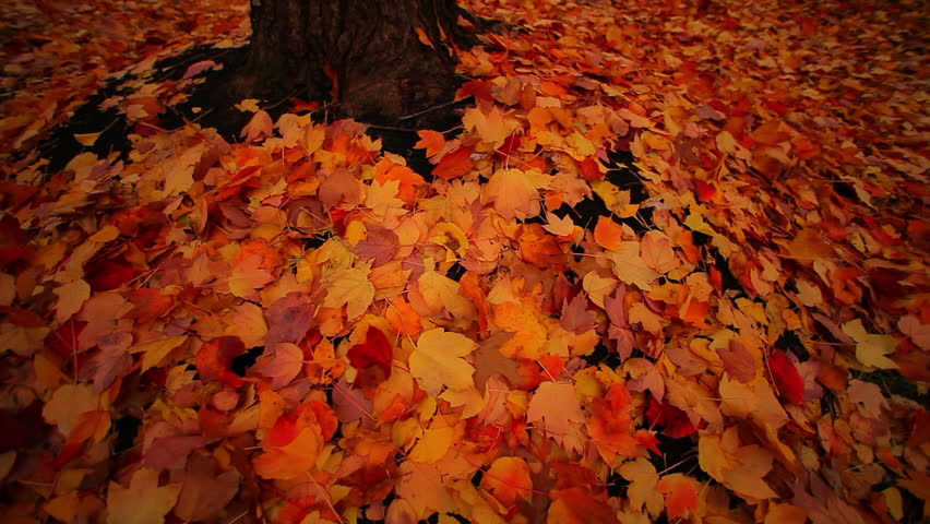Fall leaves on the ground while more leaves drop down.