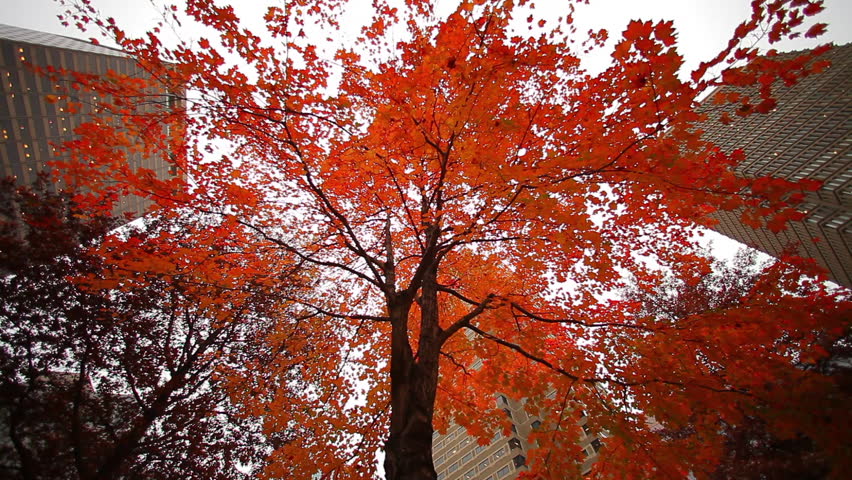 A tree with leaves changing, buildings and the sky.