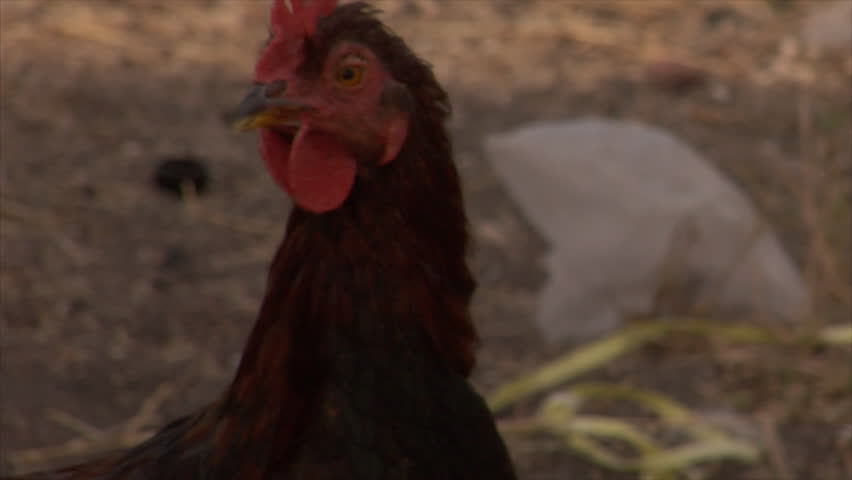 Close up view of a chicken as he looks around