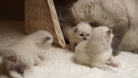 4k footage ragdoll mummy cat with little kittens