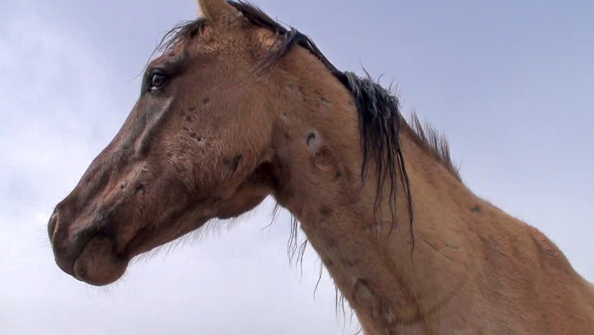 Close up of horse looking side to side