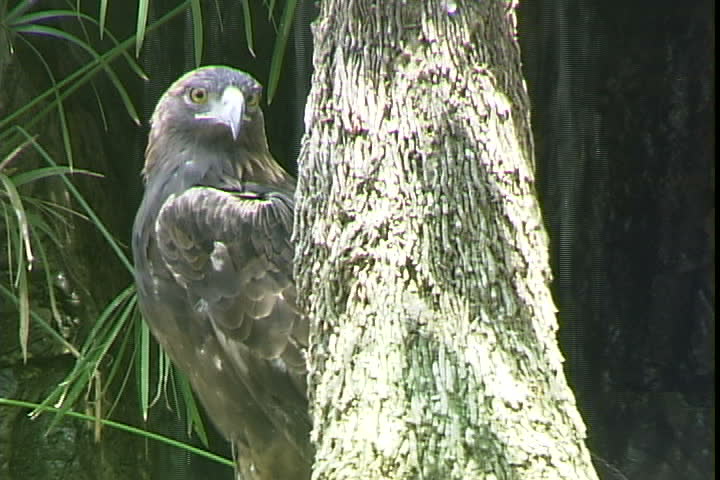 Golden Eagle