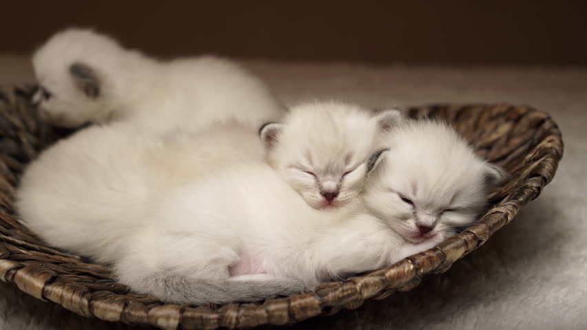 white little kitten