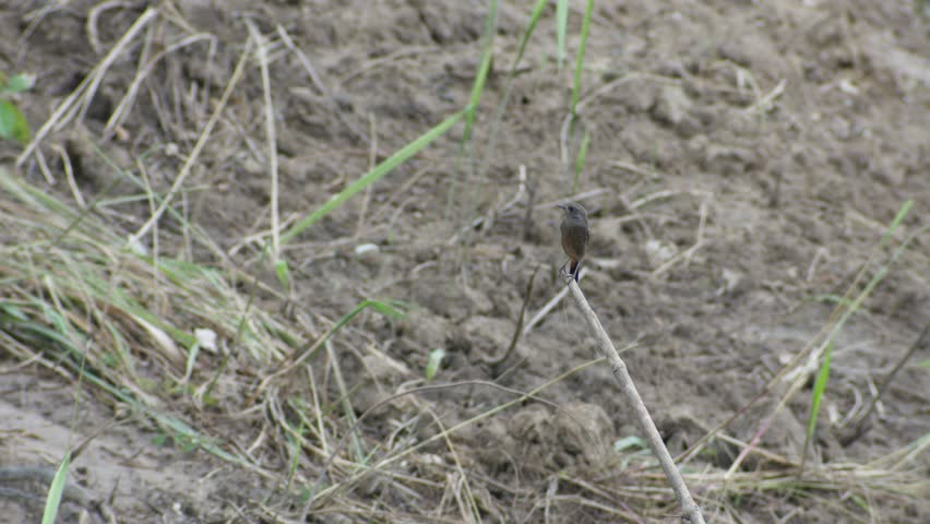 pied bush chat bird is resting on the dead plant shoot in the arid land
