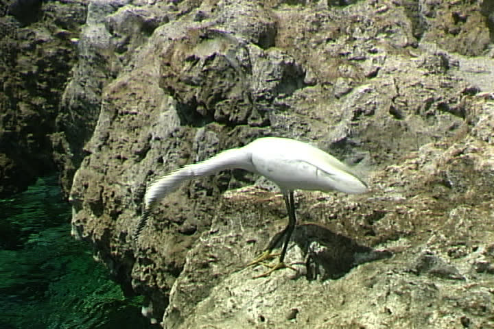 Egret On Rocks
