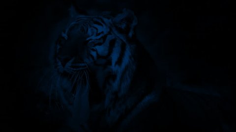 Tiger Yawning At Night