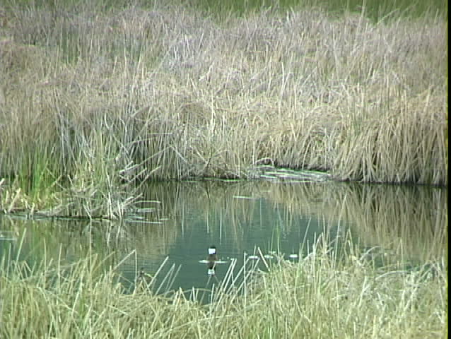 Egret On Rocks