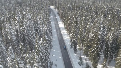 AERIAL: Flying above blue car driving through nice frosty spruce woodland towards mighty rocky mountain peaks covered with fresh snow. Narrow road in the middle of snowy evergreen forest in wintertime