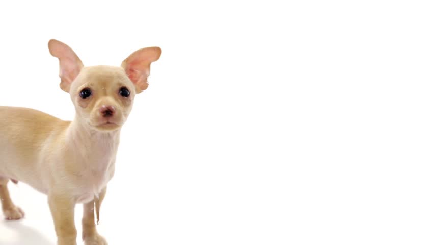 little chihuahua puppies