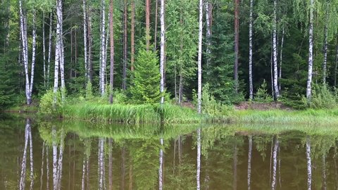 Forest lake in the summer in the north of Russia