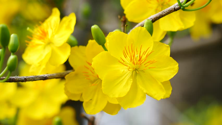 Apricot Blossom Ochna Integerrima Yellow Arkivvideomateriale 100 Royaltyfritt 20360674 Shutterstock