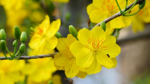 Apricot blossom (Ochna Integerrima), Yellow apricot flowers bloom in the New Year's Day traditional Tet in Vietnam  Adlı Stok Video