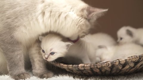 4K footage mummy cat and little kittens in basket