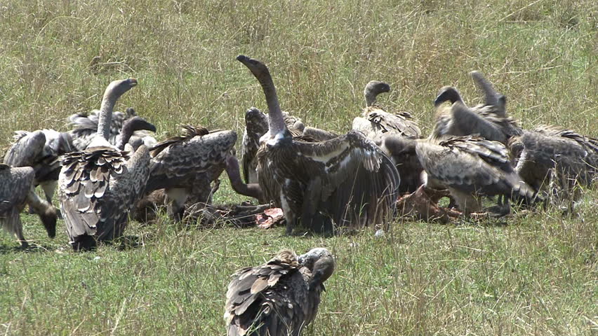 Vultures squabble over dead wildebeest in the Masai Mara, Kenya, Africa.