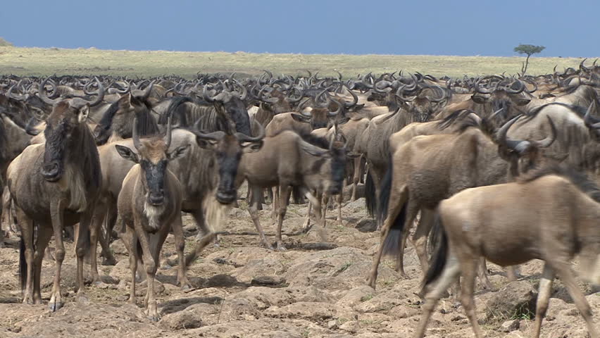 A shot taken over the backs of a large herd of Wildebeest in the Masai Mara,