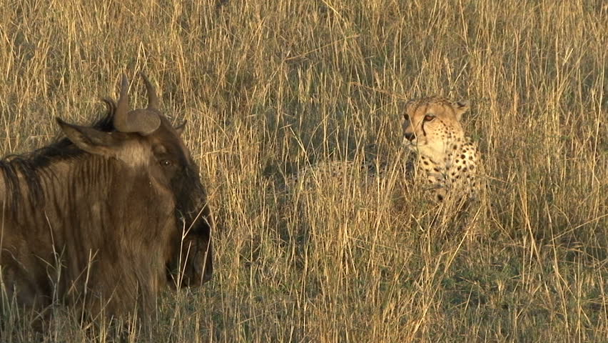 A cheetah and Wildebeest look at each other as they lay on the grass in the