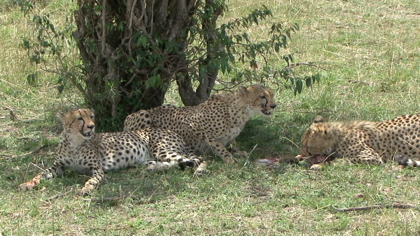 A Cheetah family enjoys a meal. Two 7 sec. clips (med & med close) taken in the