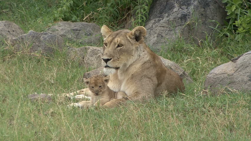 A Lioness has taken her very young cub away from the pride for it's safety in