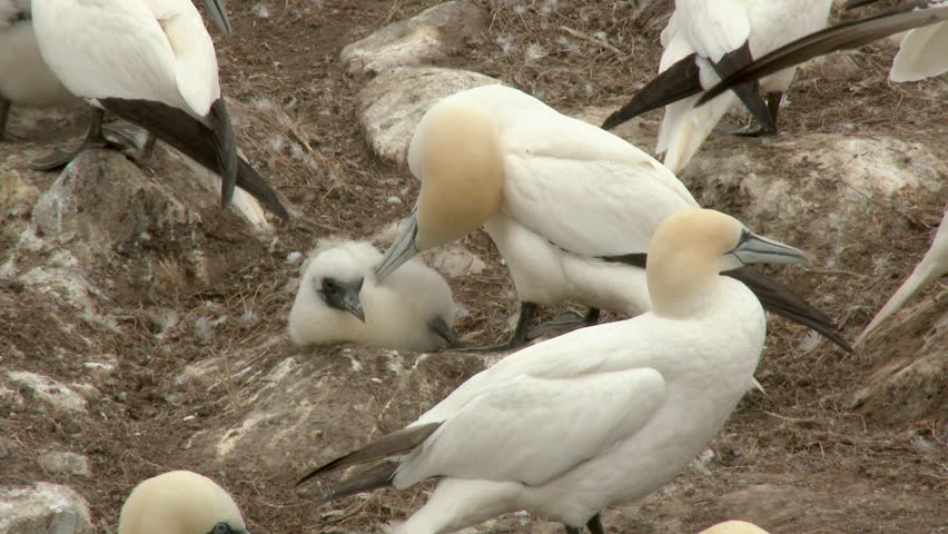 Northern Gannet (Morus bassanus) colony breeding, parent cleaning chick's feathers/down, lockshot.