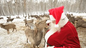 Santa surrounded by deer trying to feed them and stroke