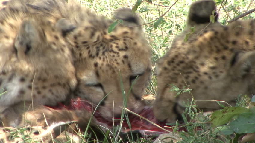 A Cheetah family eats.  A clip taken very closeup in the Masai Mara, Kenya,