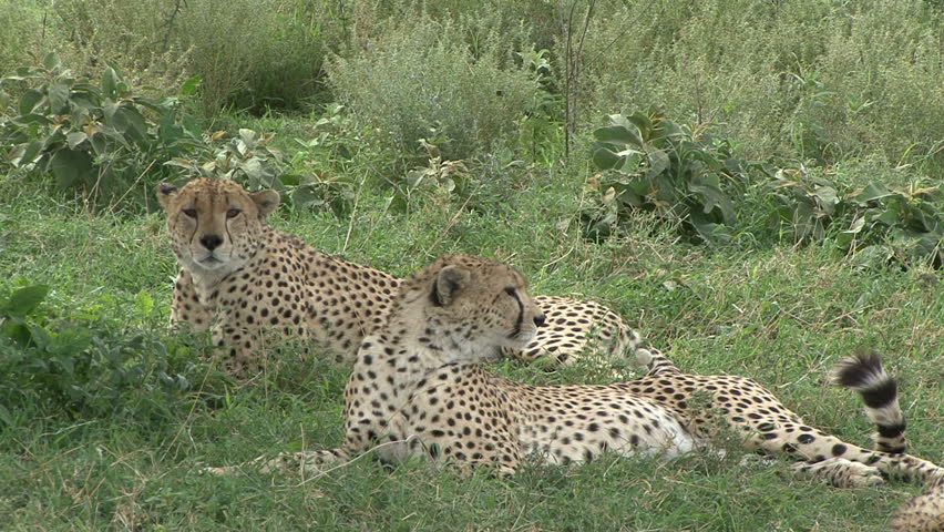 Cheetah brothers relax and listen to the Wildebeest in Tanzania, Africa