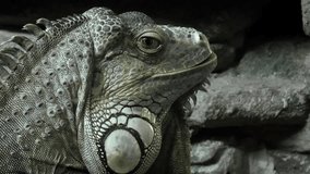 The video shows Iguana green. Reptile