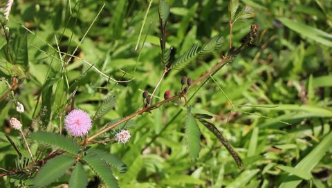 Ragweed Plants Ambrosia Artemisiifolia Causing の動画素材 ロイヤリティフリー Shutterstock