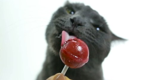 Cat licking a lollipop (sweet tooth). Pet Birthday. Funny Gray Cute Cat on White background feed sweetly. Sweet gift for Pet. Treat - Crazy Cat toying with candy. Animal diet - unhealthy food