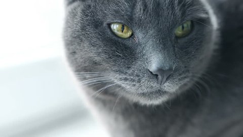 Cat Portrait. Fierce Grumpy purebred Cat. Funny domestic Pets. Close-up of Cat eyes. Gray thoroughbred Cat face. Veterinary concept, caring for pets. 