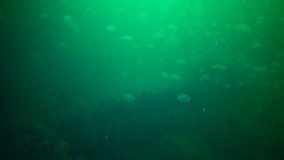 The huge accumulation of jellyfish Aurelia Aurita. Underwater video on the sunken ship in the Black Sea (military transport Sulina)