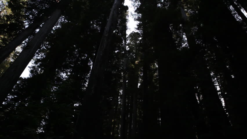 Tall redwood trees in shadow