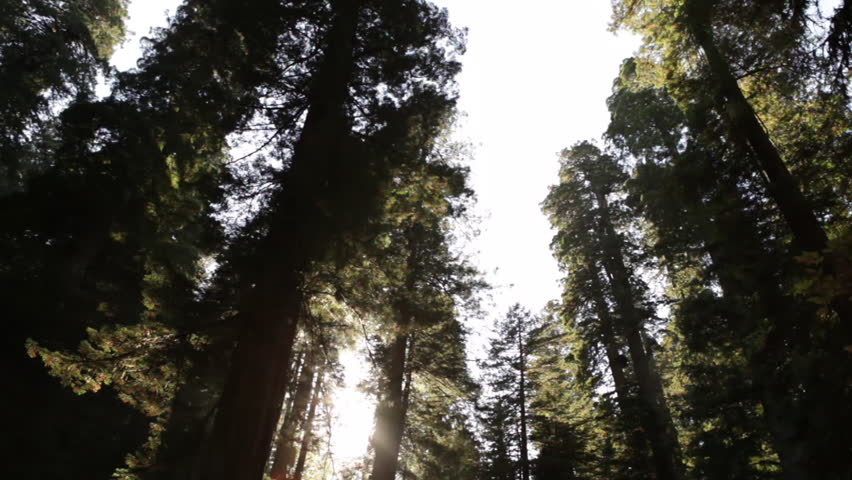Sun through tall, shadowy redwood trees