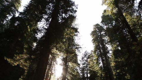 Sun through tall, shadowy redwood trees
