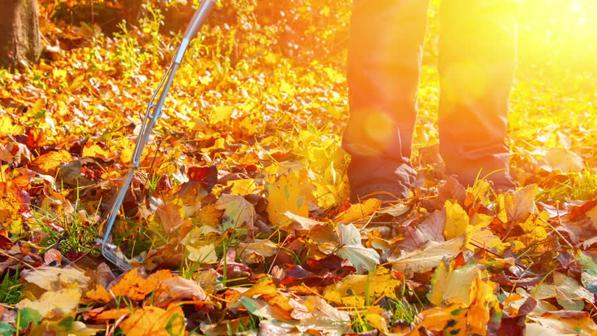 Gardener raking dry leaves in autumn garden. Autumn garden background. 4K, Ultra High Definition, Ultra HD, UHD, 2160P, 3840 x 2160 Royalty-Free Stock Footage #20382160