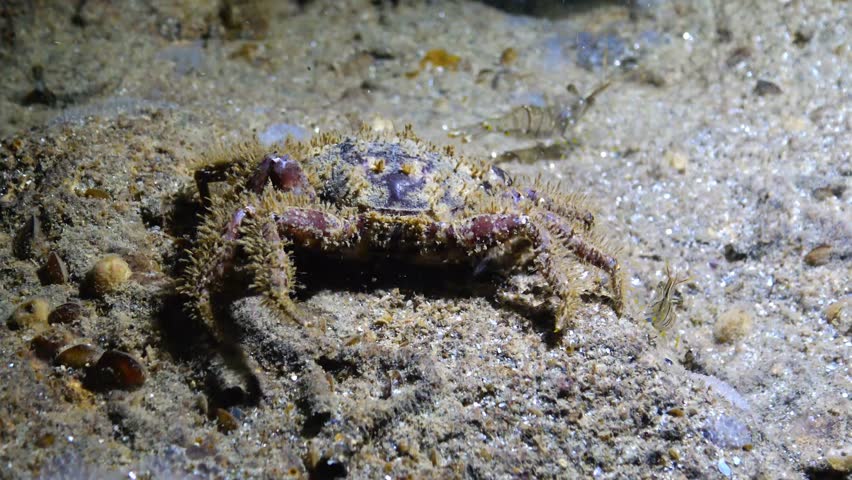Pilumnus hirtellus, the bristly crab or hairy crab, is a species of European crab. Black Sea, Ukraine