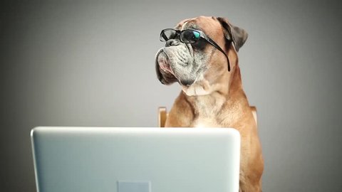 Boxer dog with eyeglasses looking at sth. on the laptop.