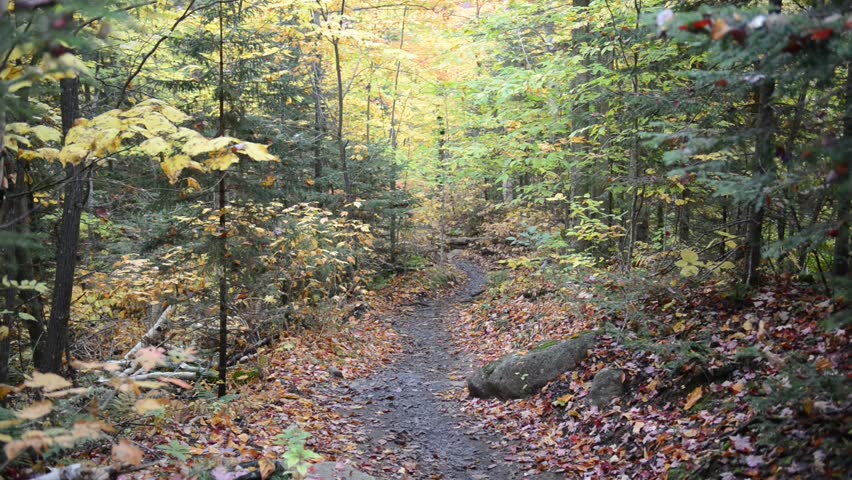 Autumn foliage with red, orange and yellow fall colors in A Northeast forest with hiking trail