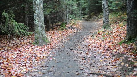 Autumn foliage with red, orange and yellow fall colors in A Northeast forest with hiking trail