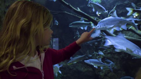 Little Girl Traces Her Finger Along Glass Of Aquarium Tank, Fish Follows, She Makes A Funny Fish Face At It