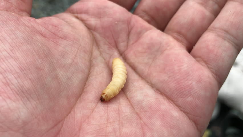 4K video of caterpillar which was placed of my hand
