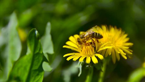 A Bee Collects Nectar on Dandelion in the Garden 5