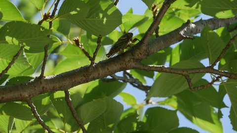 Fukuoka city Fukuoka prefecture,Japan July,15 2016?Male black cicada-Cryptotympana facialis- has perched on the branches of the cherry tree. We called Kumazemi the Black cicada in JAPAN.