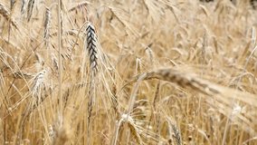 Endless crops of wheat shallow DOF natural rye food under sun 2160p 30fps UltraHD footage - Organic Riticum genus golden cereals on the wind 4K 3840X2160 UHD video