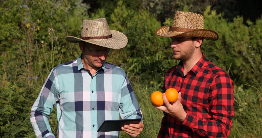 Farmer Men Checking Their Orange Plantation and Discussing Bio Farming Activity. Ultra High Definition, UltraHD, Ultra HD, UHD, 4K, 2160P, 4096x2160