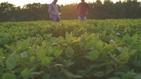 Two farmers inspect soybean field at sunset