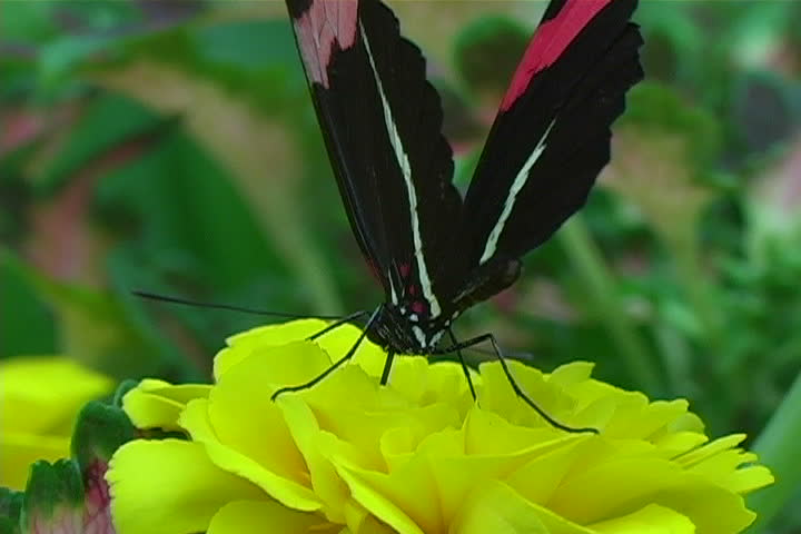 A beautiful butterfly on a yellow flower. 