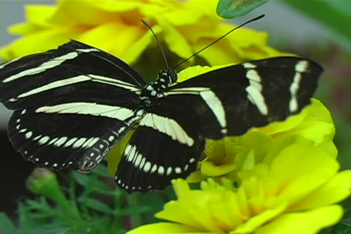 A beautiful butterfly on a yellow flower. 