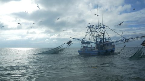 Seagulls fly around a shrimping boat trawling in the ocean.